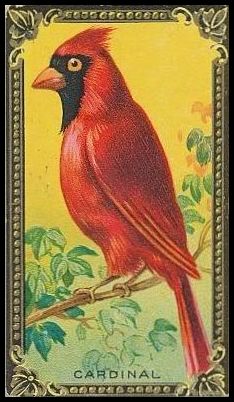 08 Cardinal